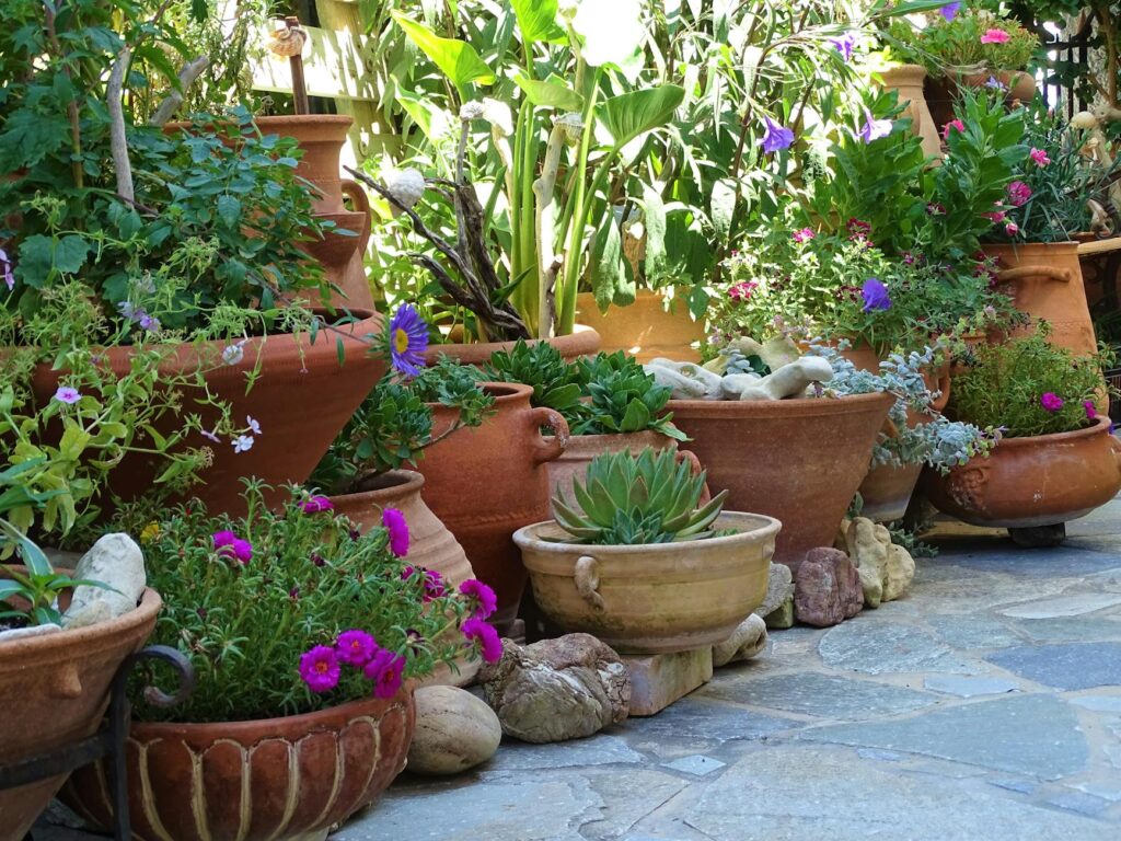 Így maradnak szépek a mediterrán növények a magyar kertekben is